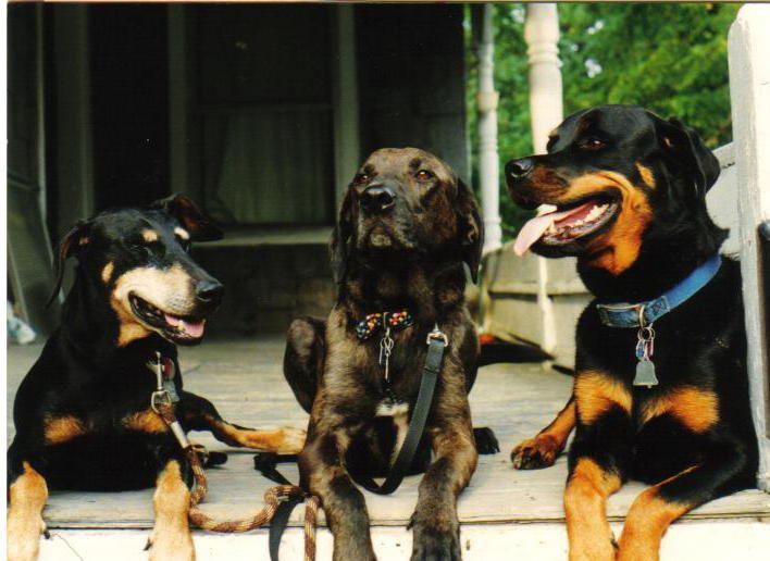 3 of Dr Kramer's dogs 3 of Dr Kramer's dogs